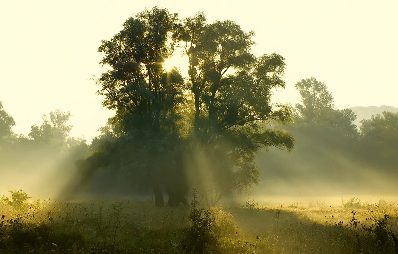 Фото обои лес, солнце, лучи, свет, деревья, восход, поляна, Утро