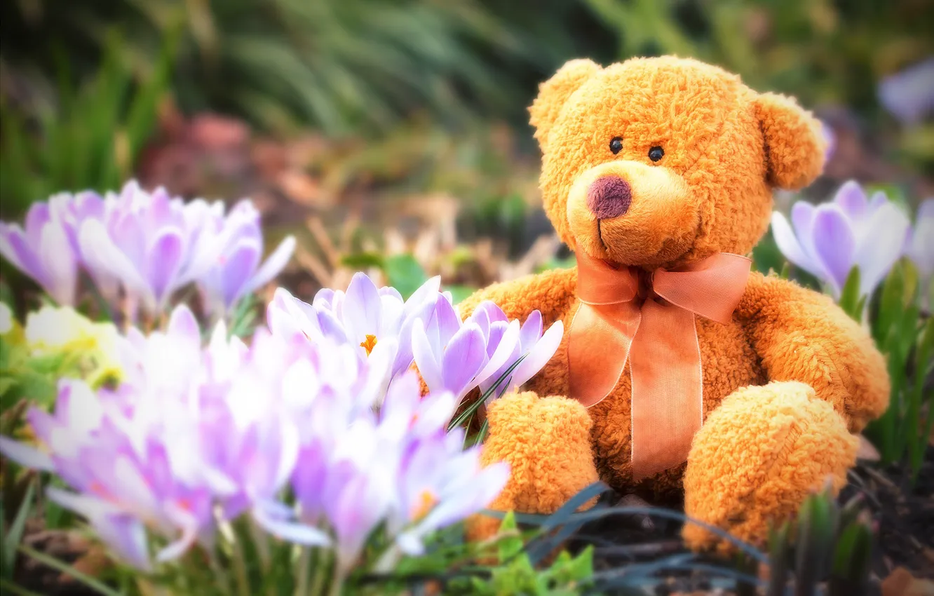 Фото обои цветы, весна, мишка, крокусы, Тедди, плюшевый, весенний