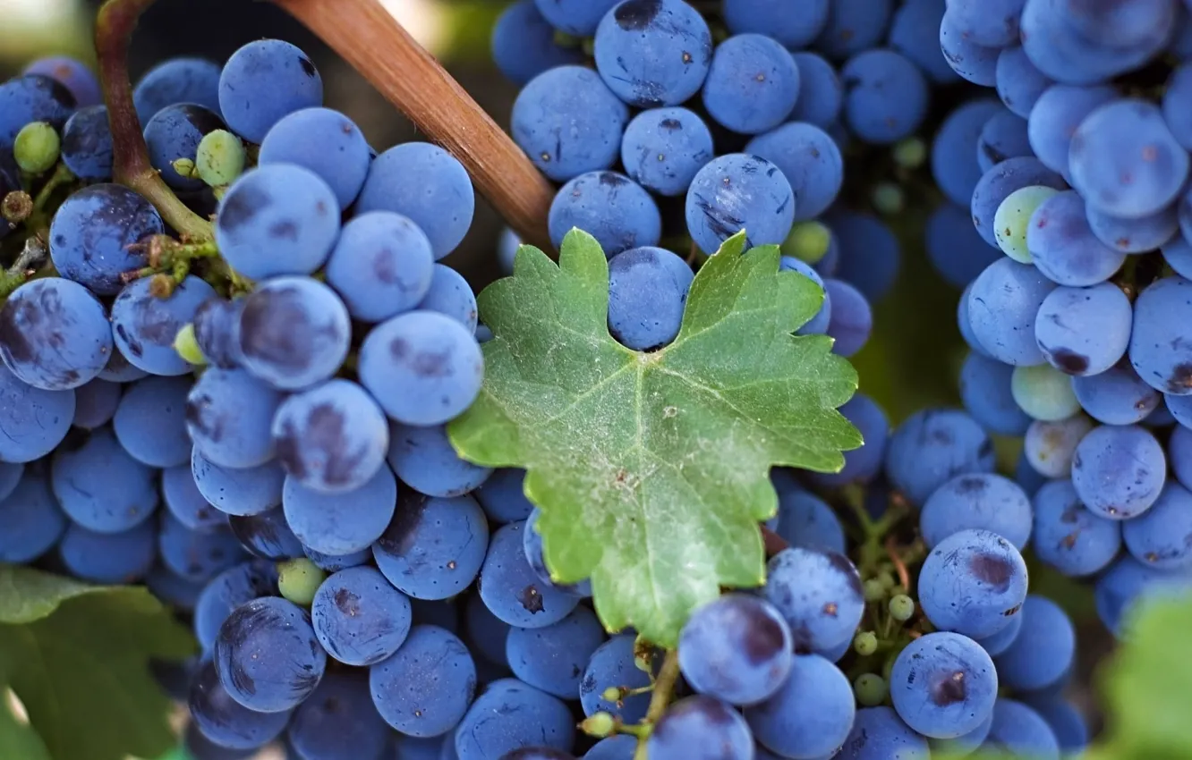 Фото обои макро, лист, виноград, гроздь, кисть