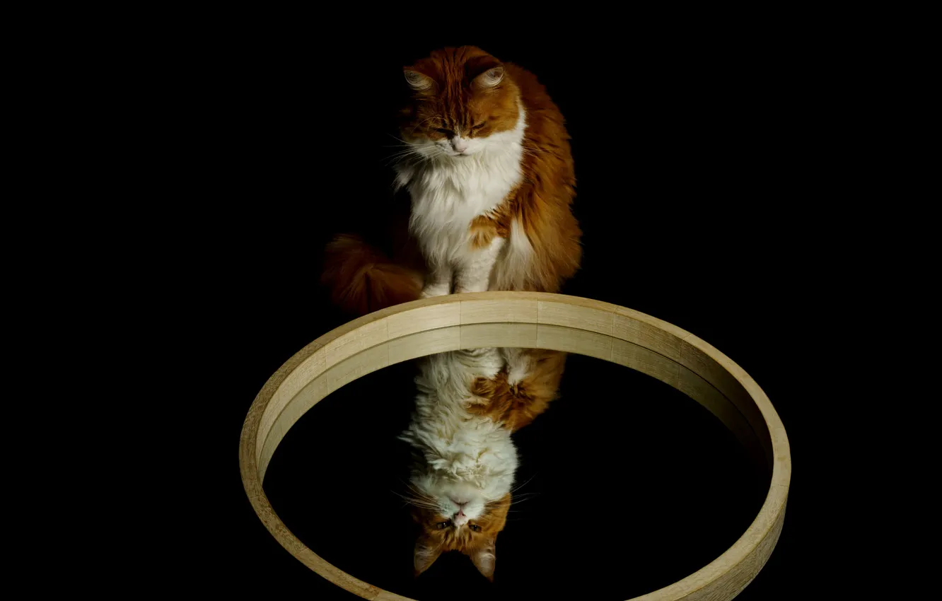 Фото обои кошка, кот, взгляд, морда, поза, отражение, рама, зеркало