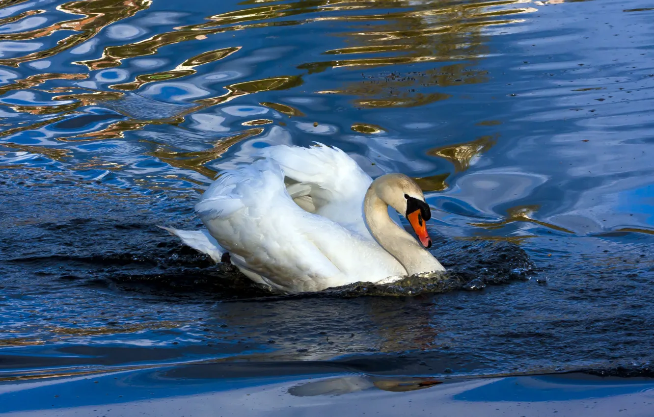 Фото обои волны, белый, вода, блики, птица, лебеди, водоем, синий фон
