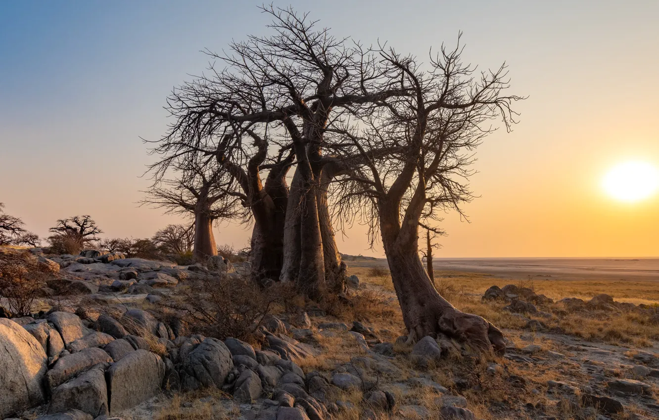 Фото обои Central, Botswana, Thabatskudu