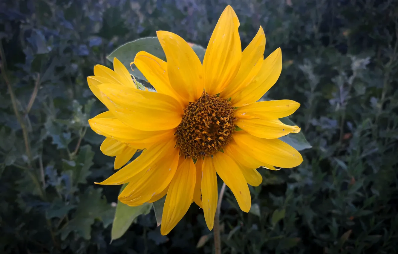 Фото обои лето, подсолнухи, вечер