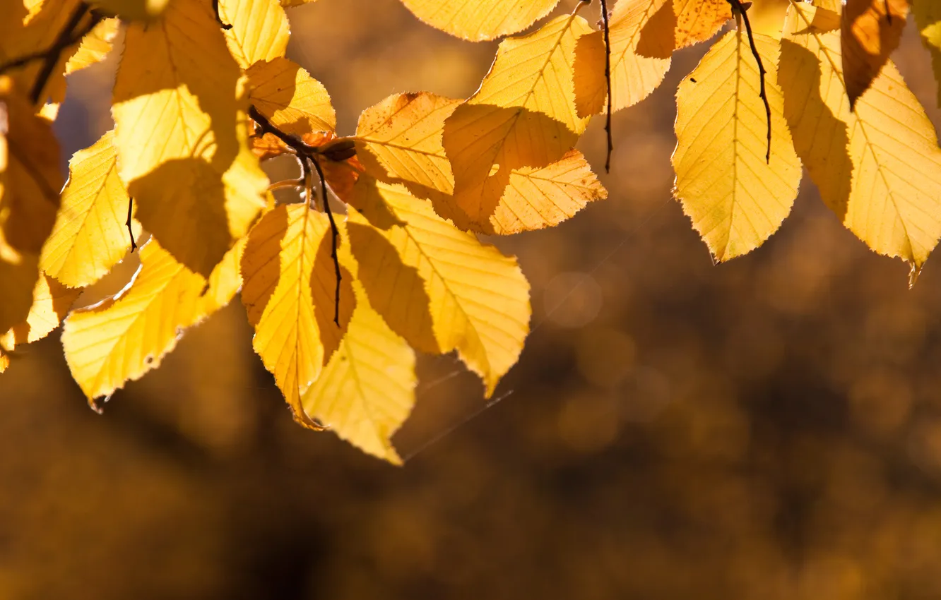 Фото обои осень, листья, солнце, макро, блики, веточка, жёлтые, паутинка