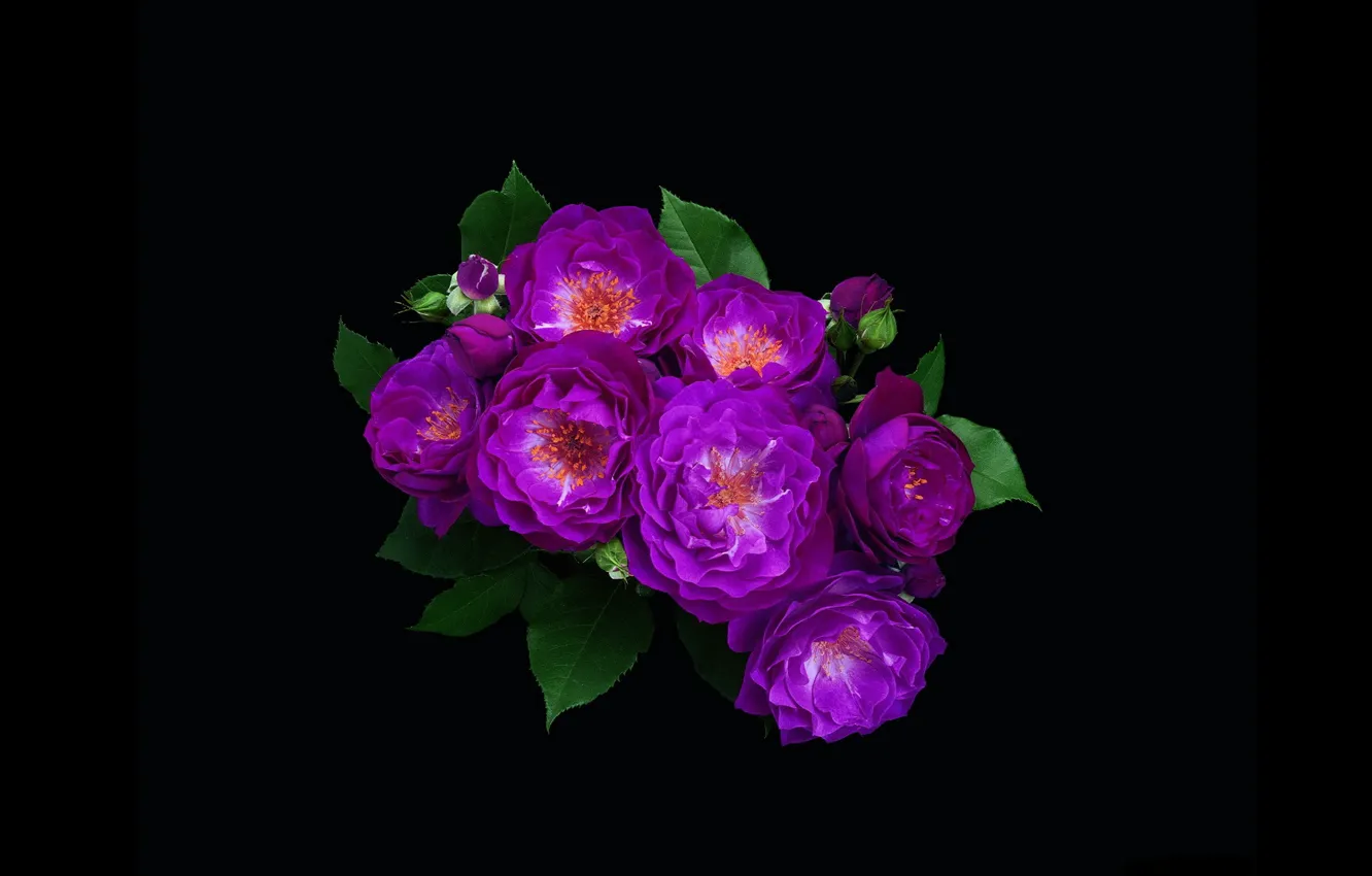 Фото обои розы, минимализм, букет, фиолетовые, чёрный фон