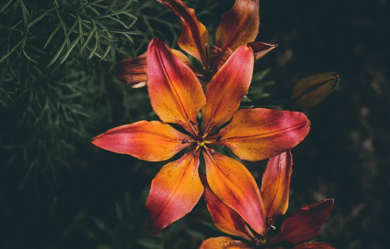 Фото обои цветы, крупный план, растение, цвет, flower, close-up, color, флора