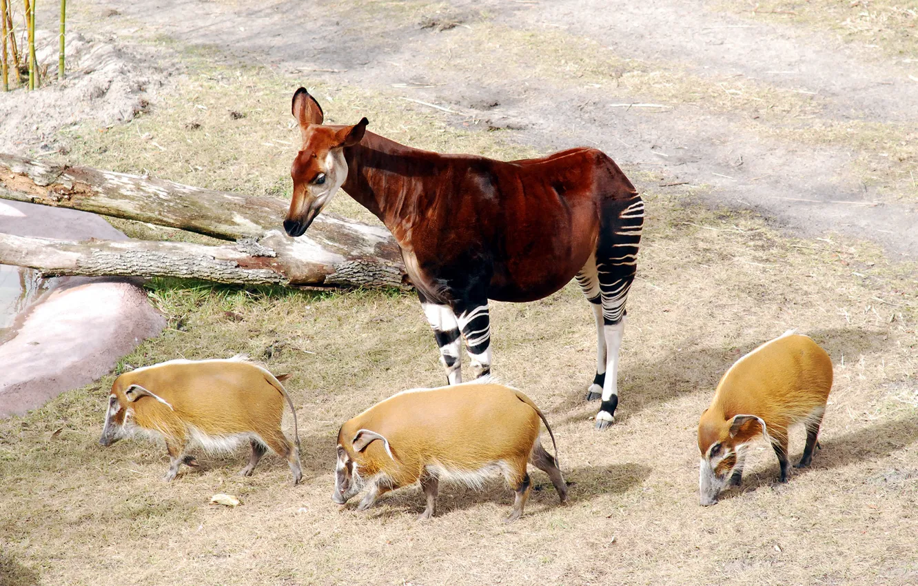 Фото обои животное, жирафы, Африка, Johnston, свиньи, поросята, млекопитающее, хордовые