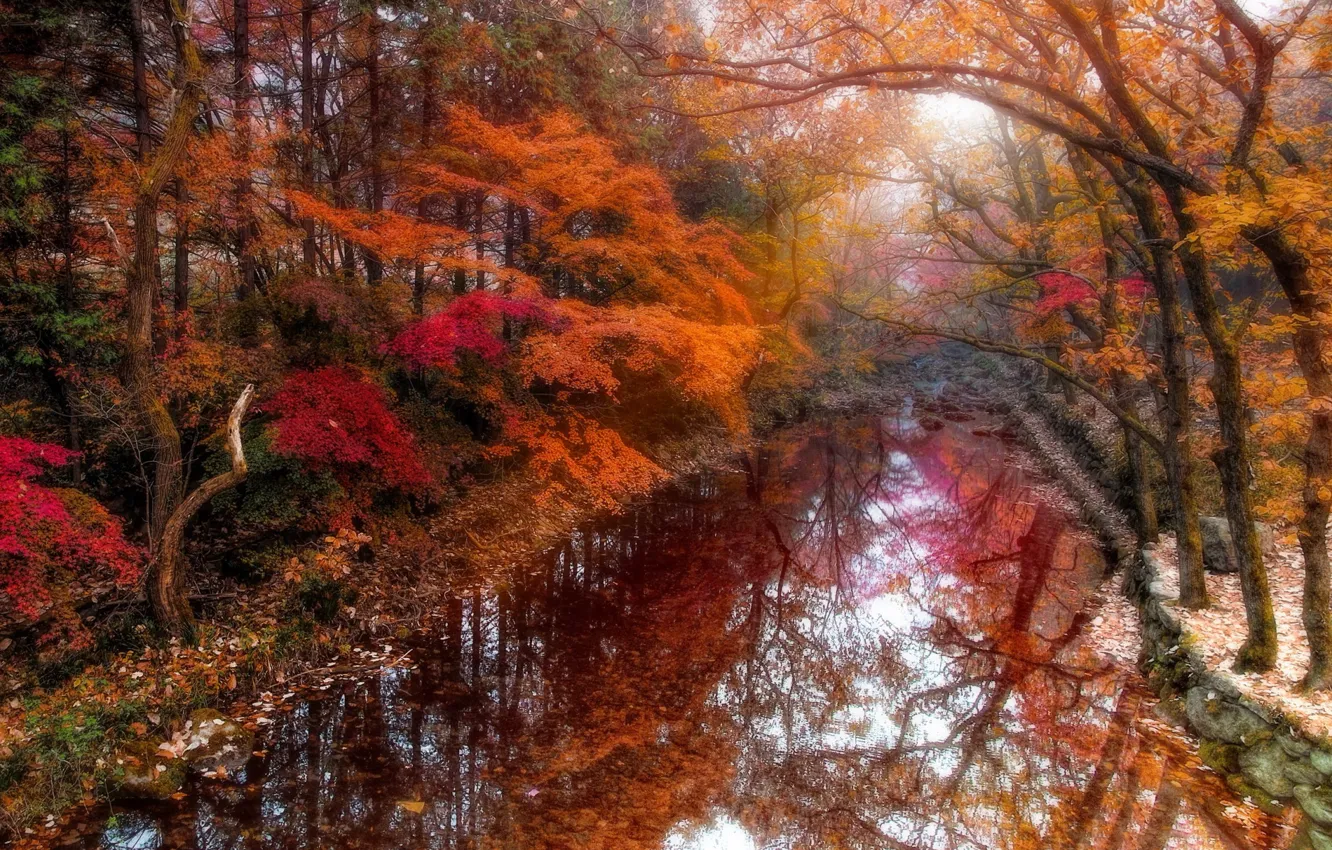 Фото обои осень, листья, река, ручей, краски