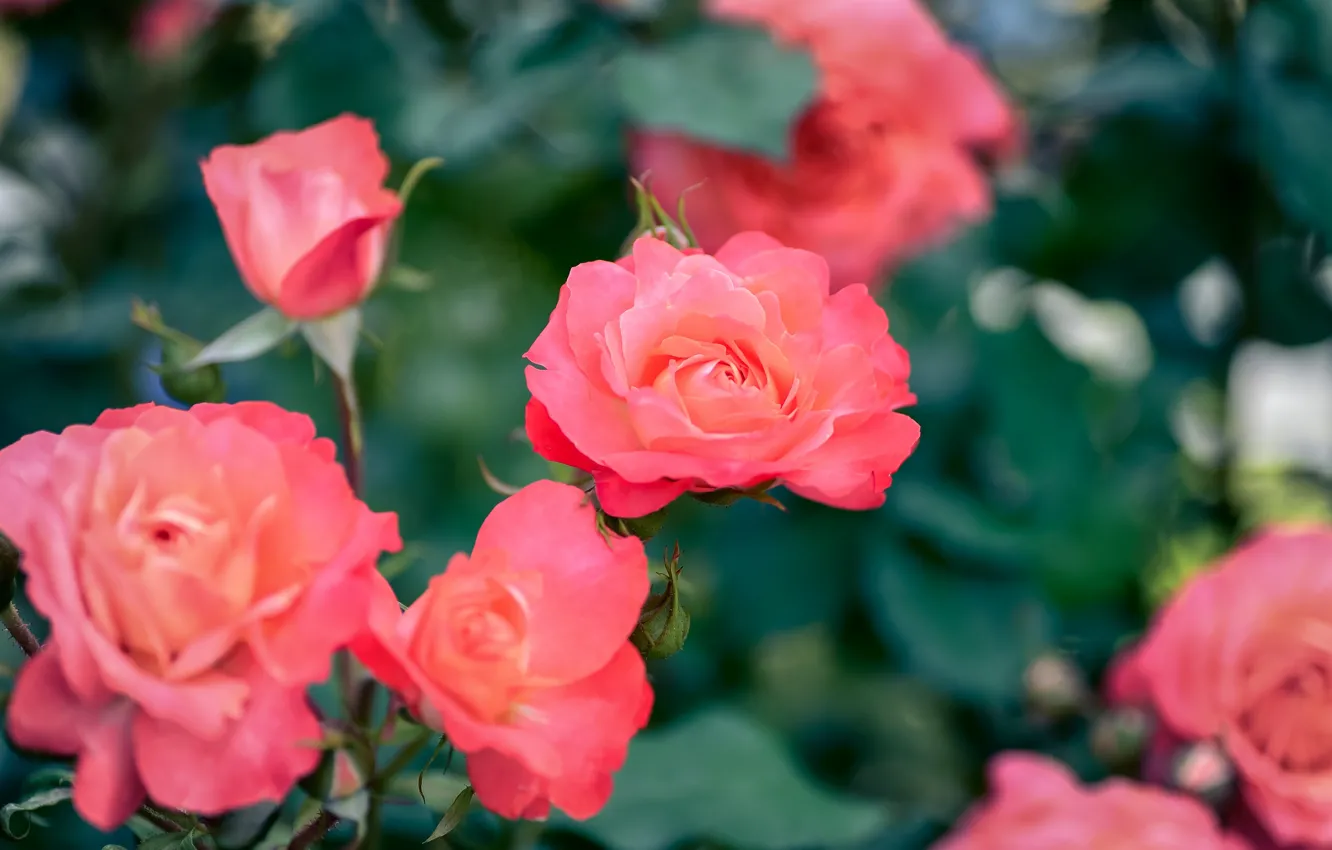Фото обои листья, розы, размытие, сад, красные, розовые, бутоны, боке