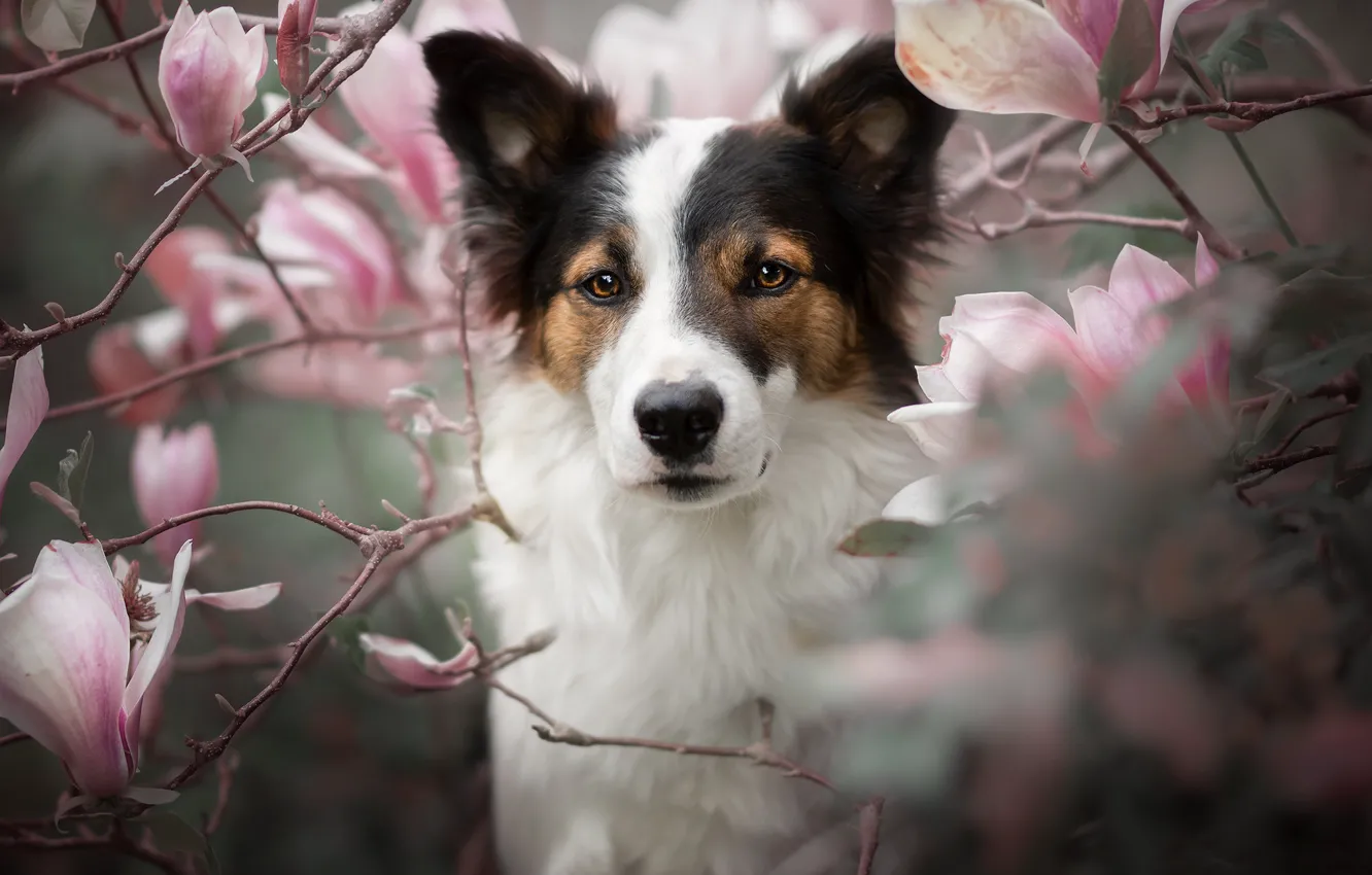 Фото обои взгляд, морда, ветки, портрет, собака, цветение, цветки, магнолия