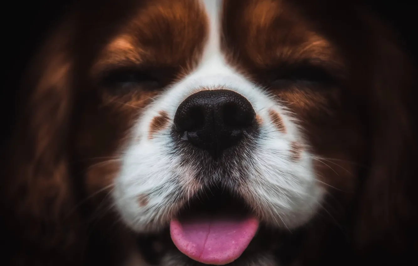 Фото обои язык, собака, нос, щенок, мордашка, пёсик