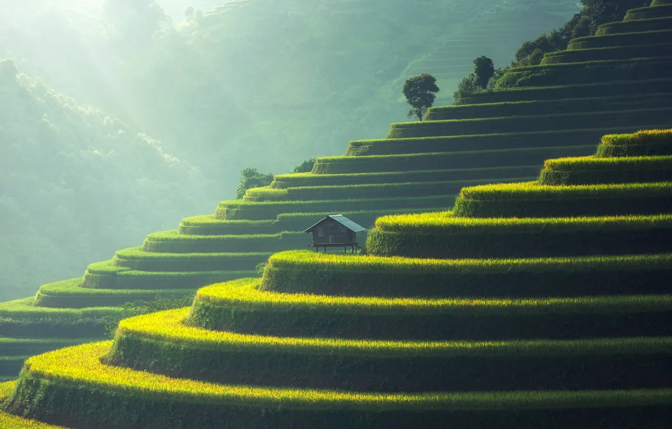 Фото обои Азия, домик, терраса, рисовые поля
