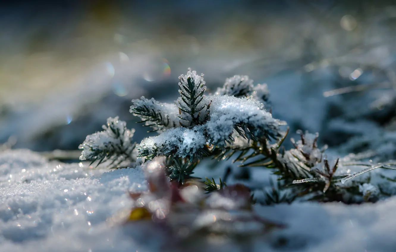 Фото обои зима, макро, снег, ель, ветка