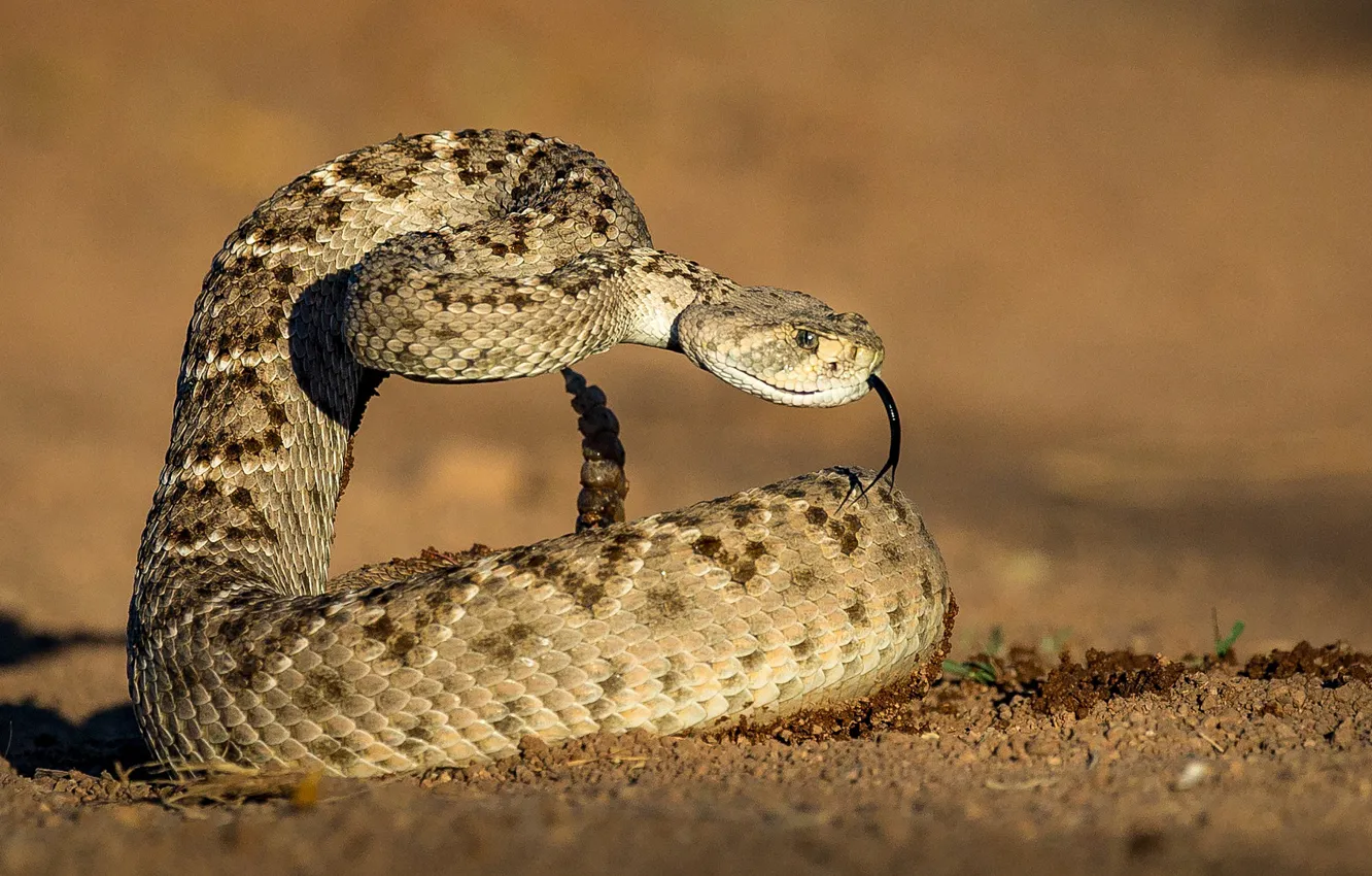 Фото обои язык, фон, змея, Техасский гремучник