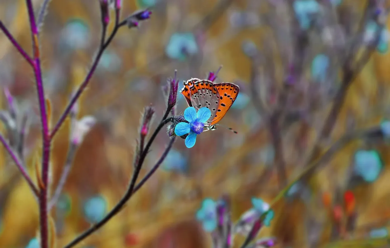 Фото обои макро, цветы, бабочка, насекомое