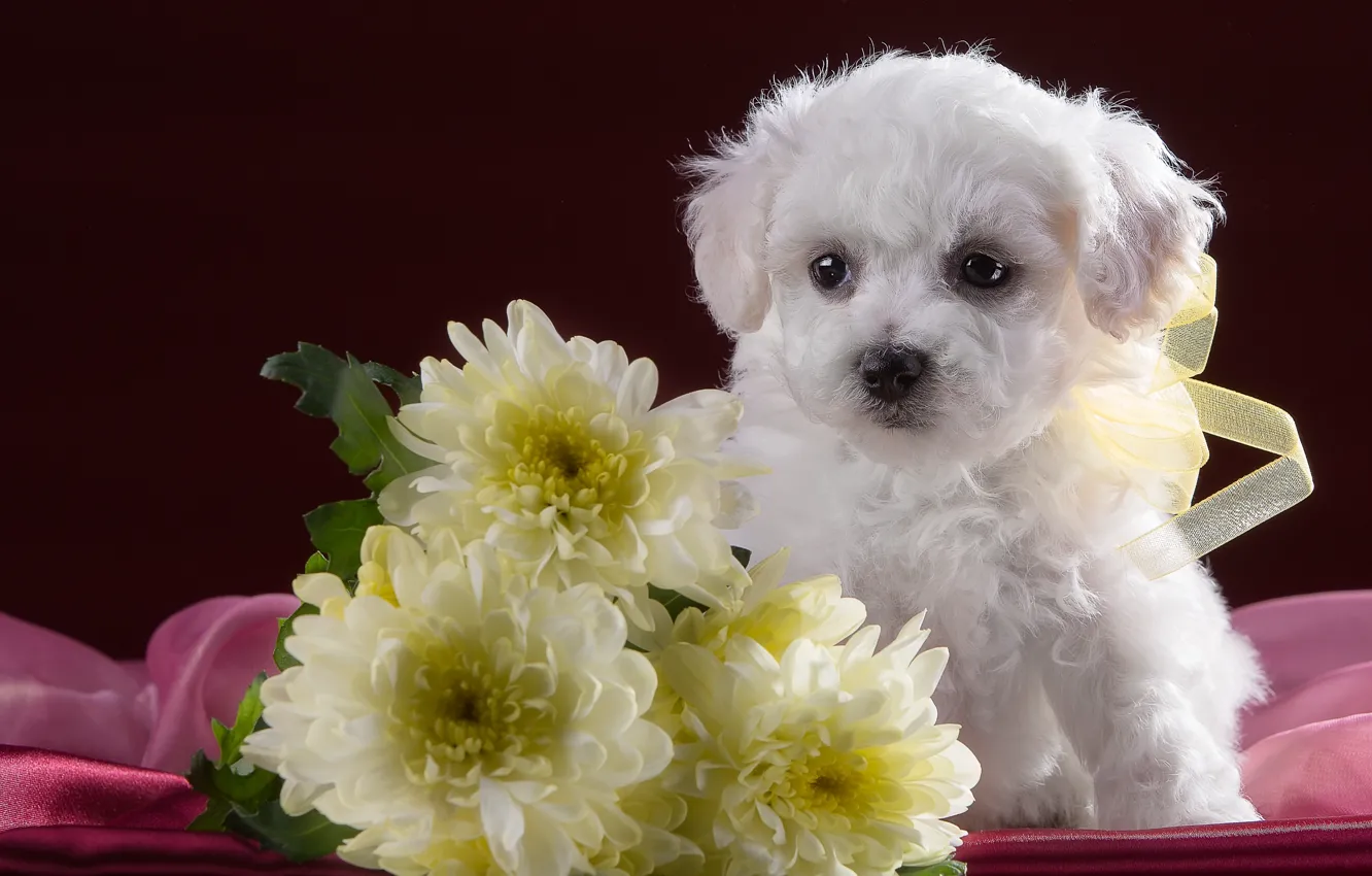 Фото обои белый, милый, щенок, хризантемы, бишон фризе