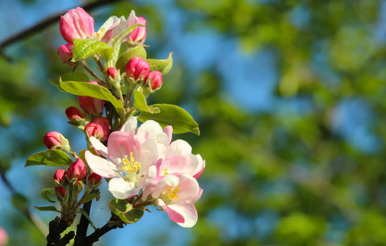 Фото обои spring, twig, blooming