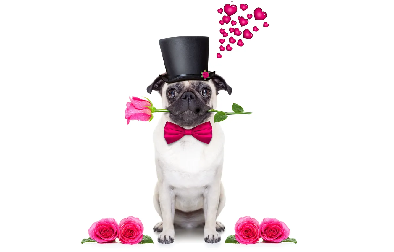 Фото обои собака, love, rose, heart, dog, romantic, funny, cute