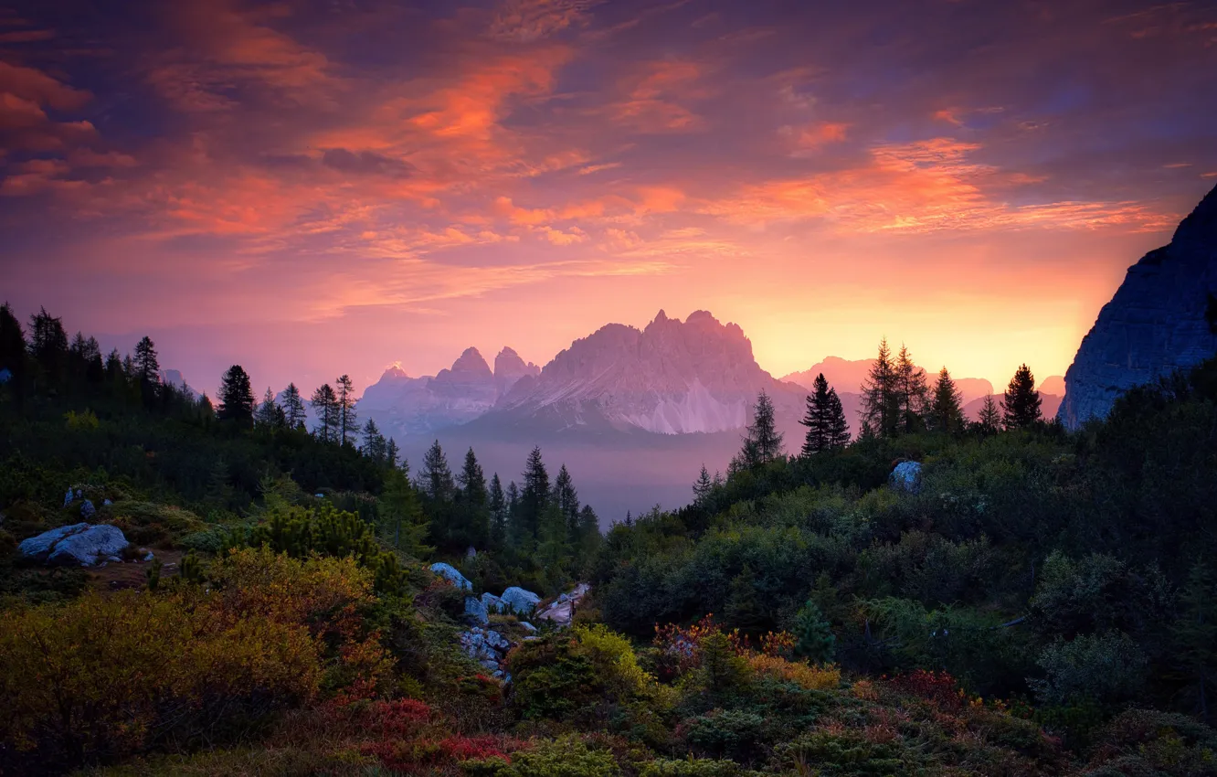 Фото обои лес, деревья, закат, горы