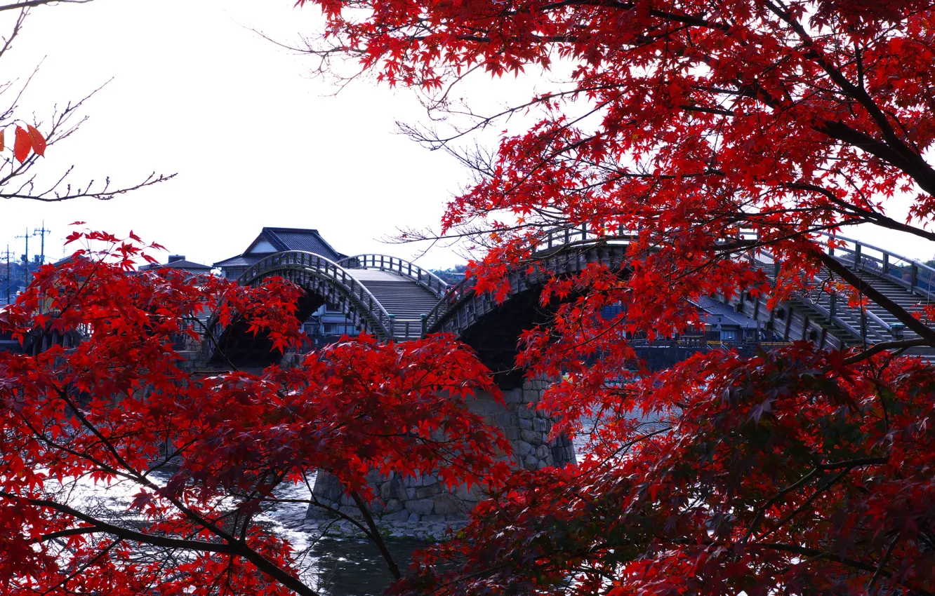 Фото обои деревья, Япония, арочный, Кинтай, деревянный мост, Kintai