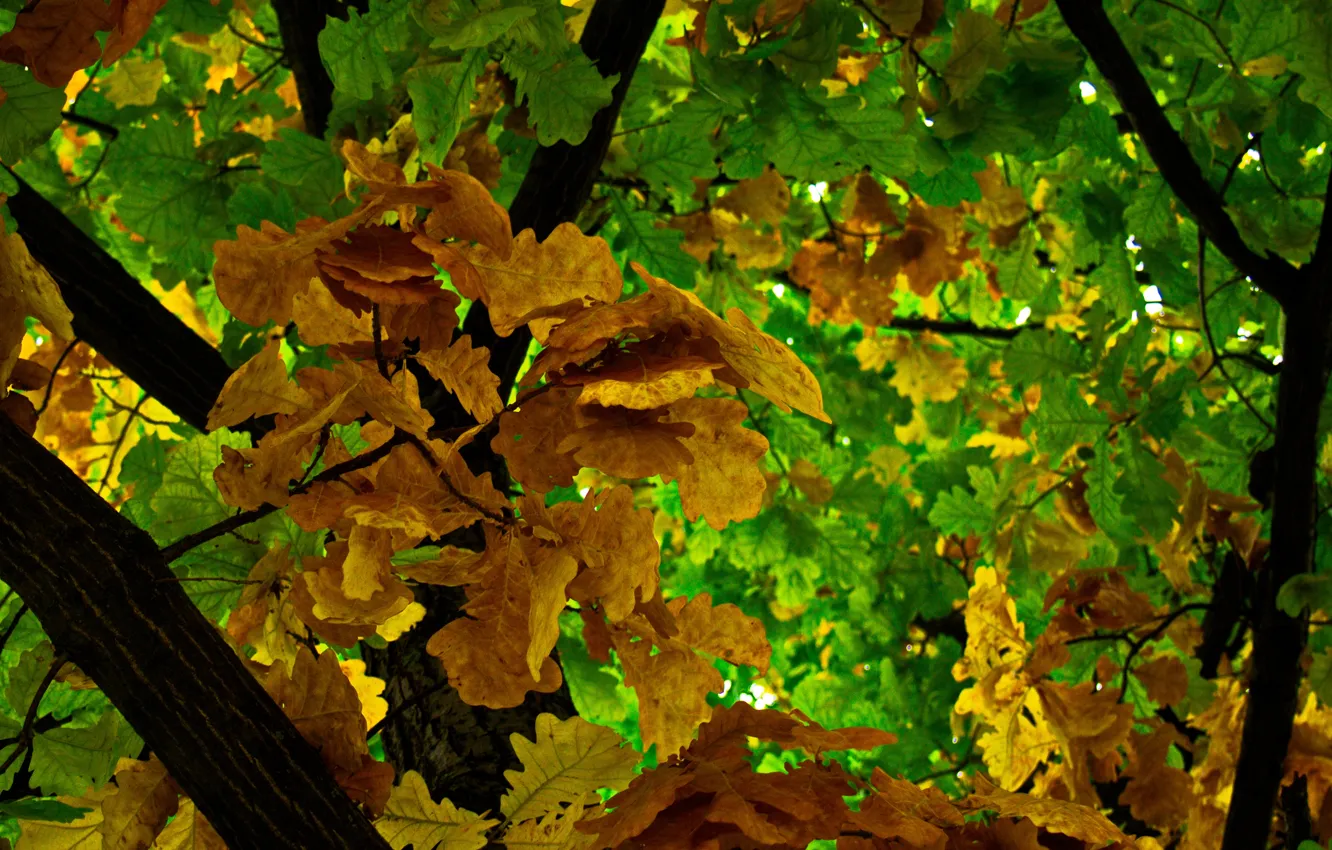 Фото обои Лист, Желтый, Осень, Зеленый, Ветки, Листва, Дубовый, Дую