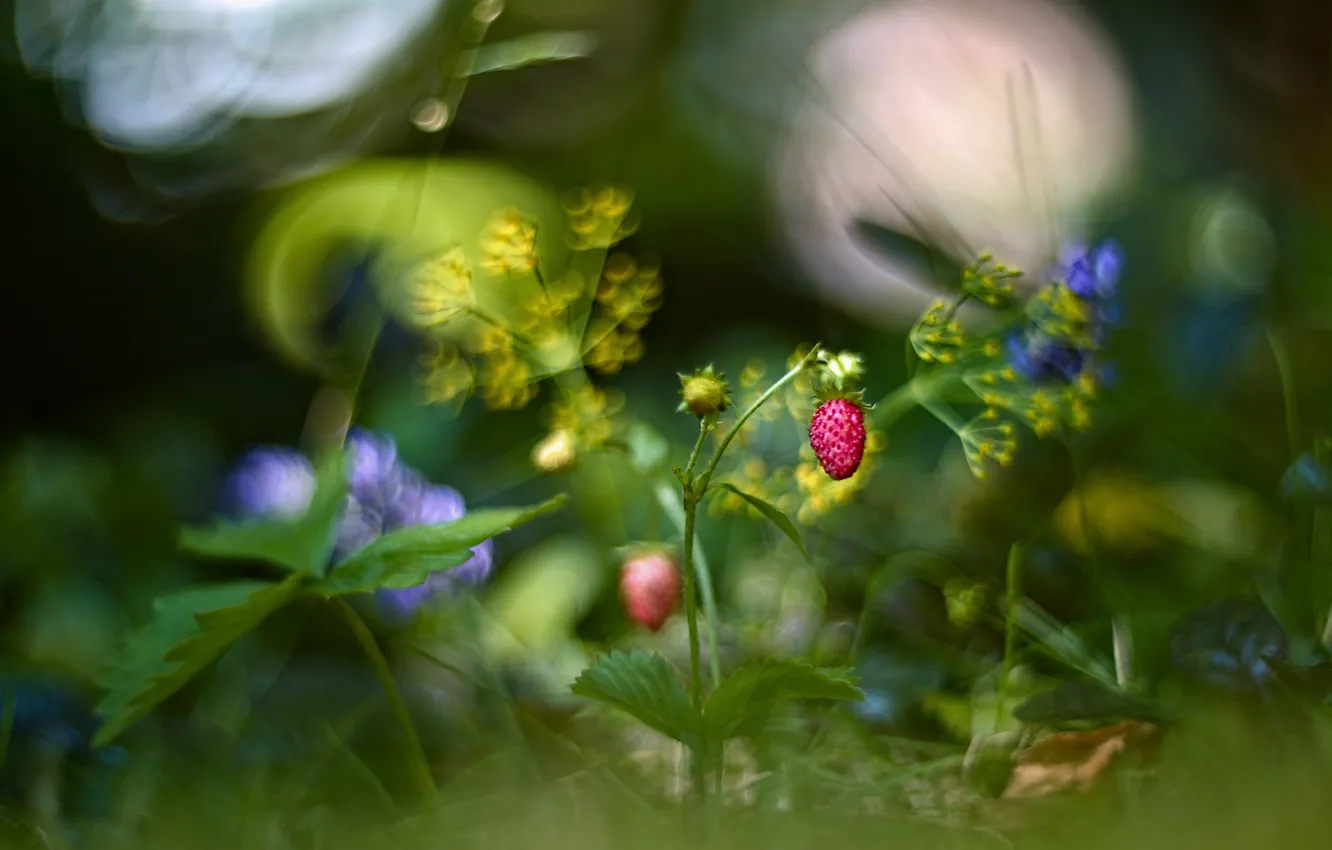 Фото обои лето, трава, цветы, природа, ягоды, земляника