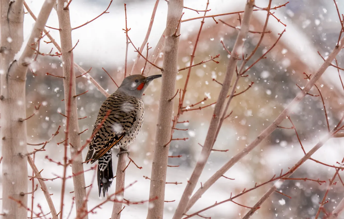 Фото обои bird, winter, tree, snowing
