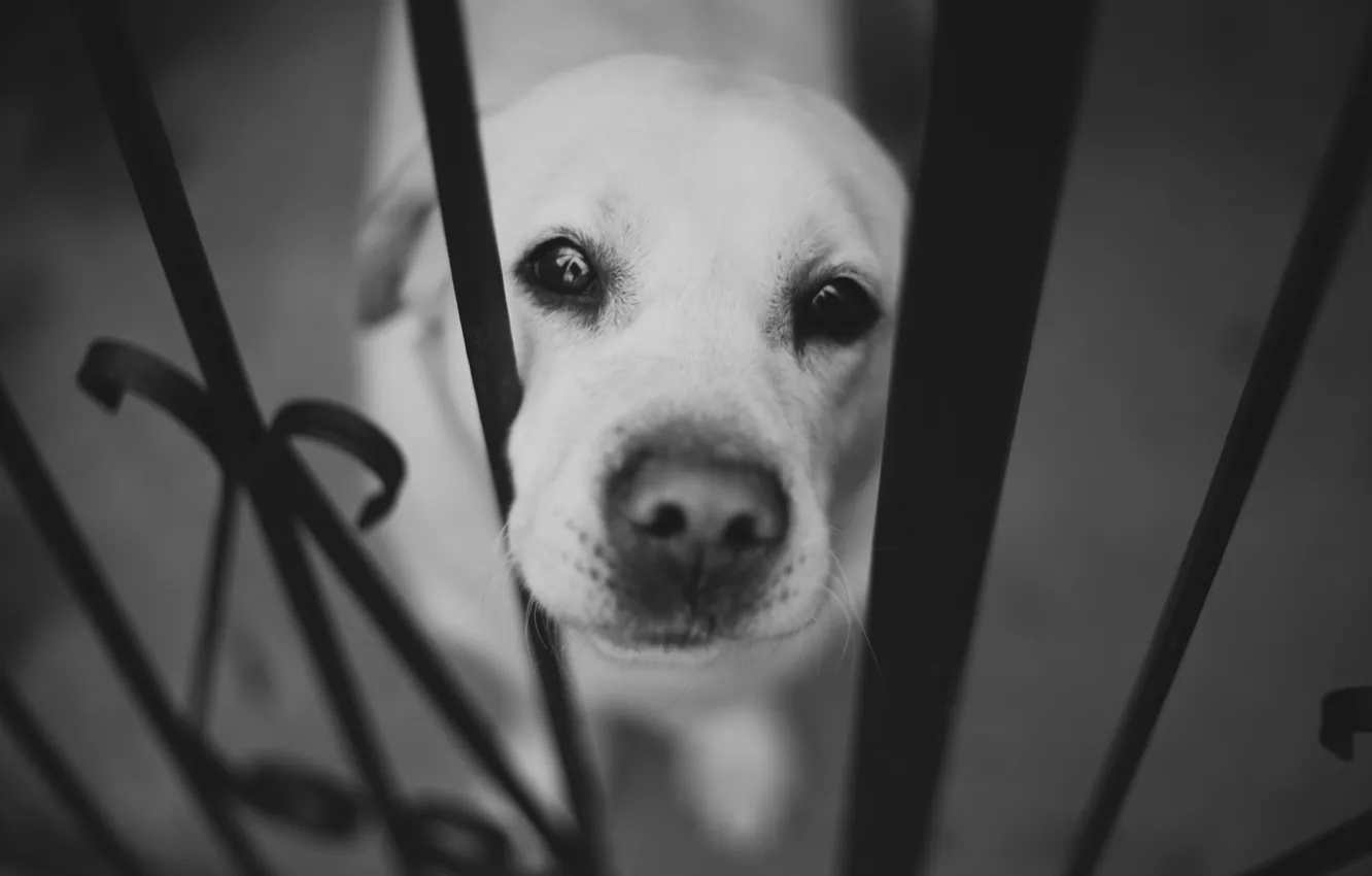 Фото обои морда, забор, собака, нос, черно-белое, лабрадор