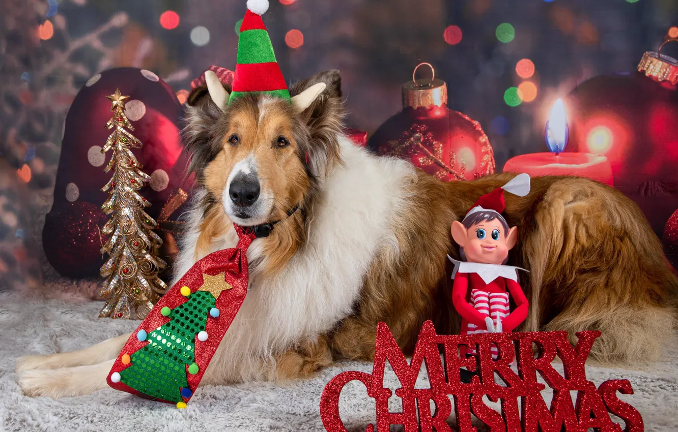 Фото обои собаки, взгляд, морда, поза, собака, Рождество, Новый год, фотосессия