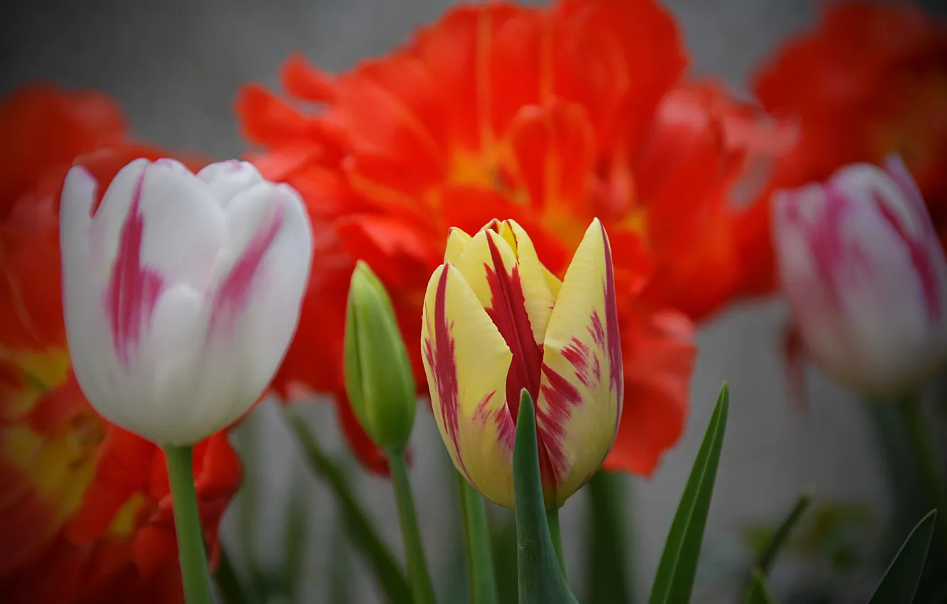 Фото обои Весна, Тюльпаны, Spring, Colors, Tulips