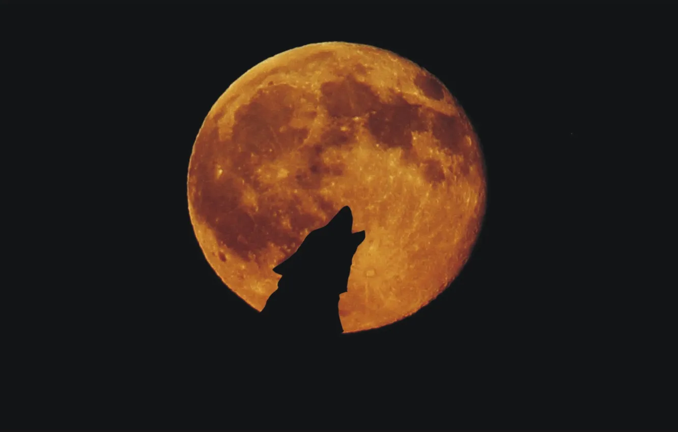 Фото обои ночь, эмоции, волк, Луна, Moon, night, wolf, wallpaper 1920x1080