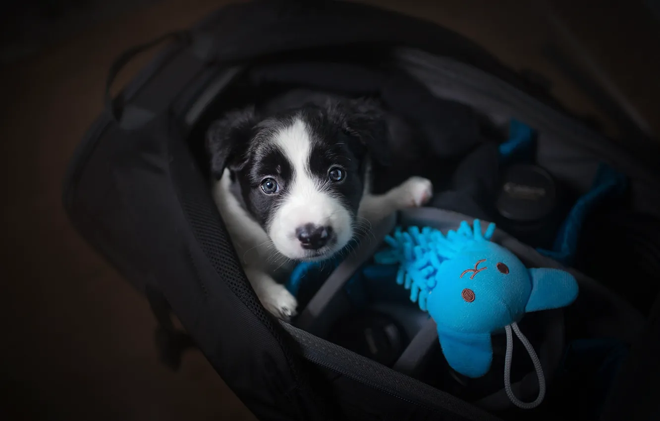 Фото обои взгляд, игрушка, малыш, щенок, сумка, мордашка, пёсик, Бордер-колли