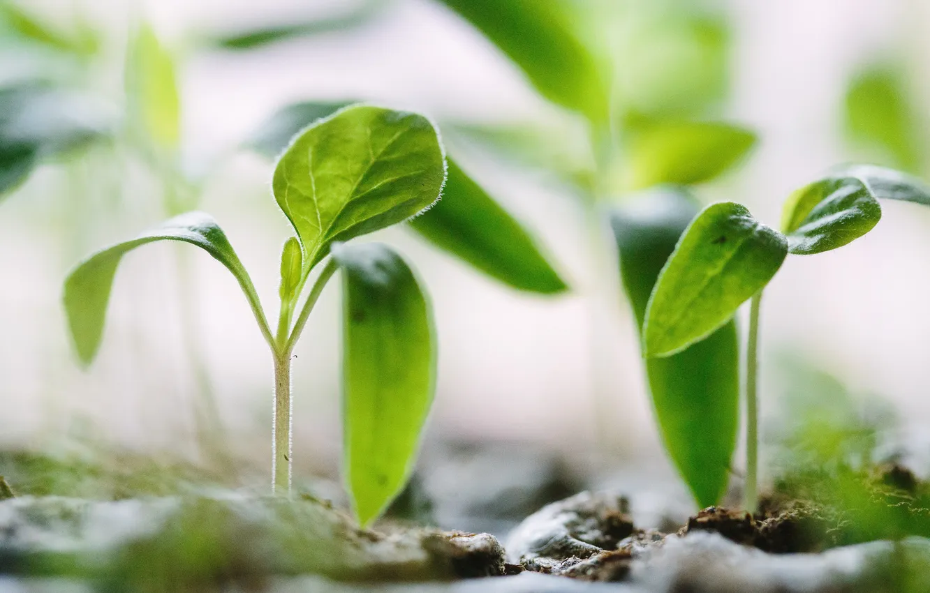 Фото обои leaves, plant, cultivation