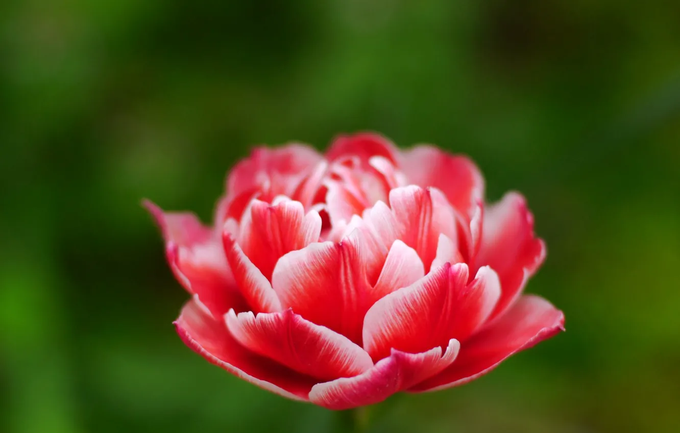 Фото обои зелень, цветок, природа, розовый, тюльпан, весна, лепестки, бутон