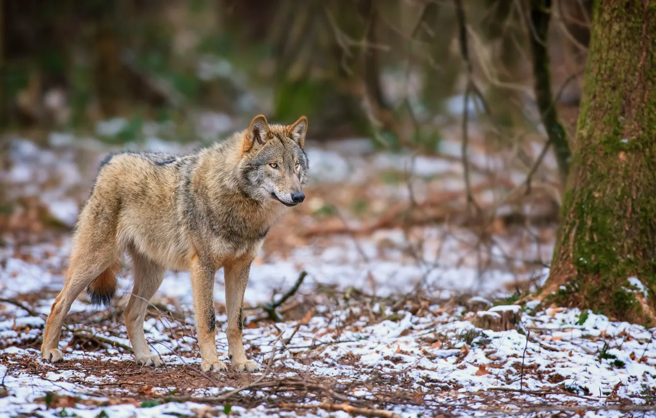 Фото обои осень, лес, снег, волк, хищник, стоит, смотрит