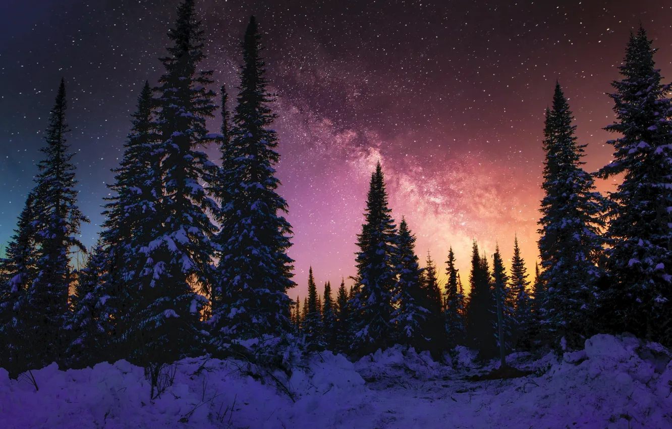 Фото обои Nature, Sky, Stars, Wood, Winter, Night, Snow, Trees