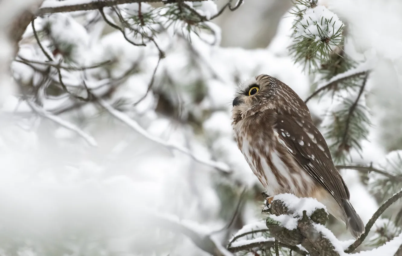Фото обои зима, снег, ветки, сова, птица, хвоя, сыч