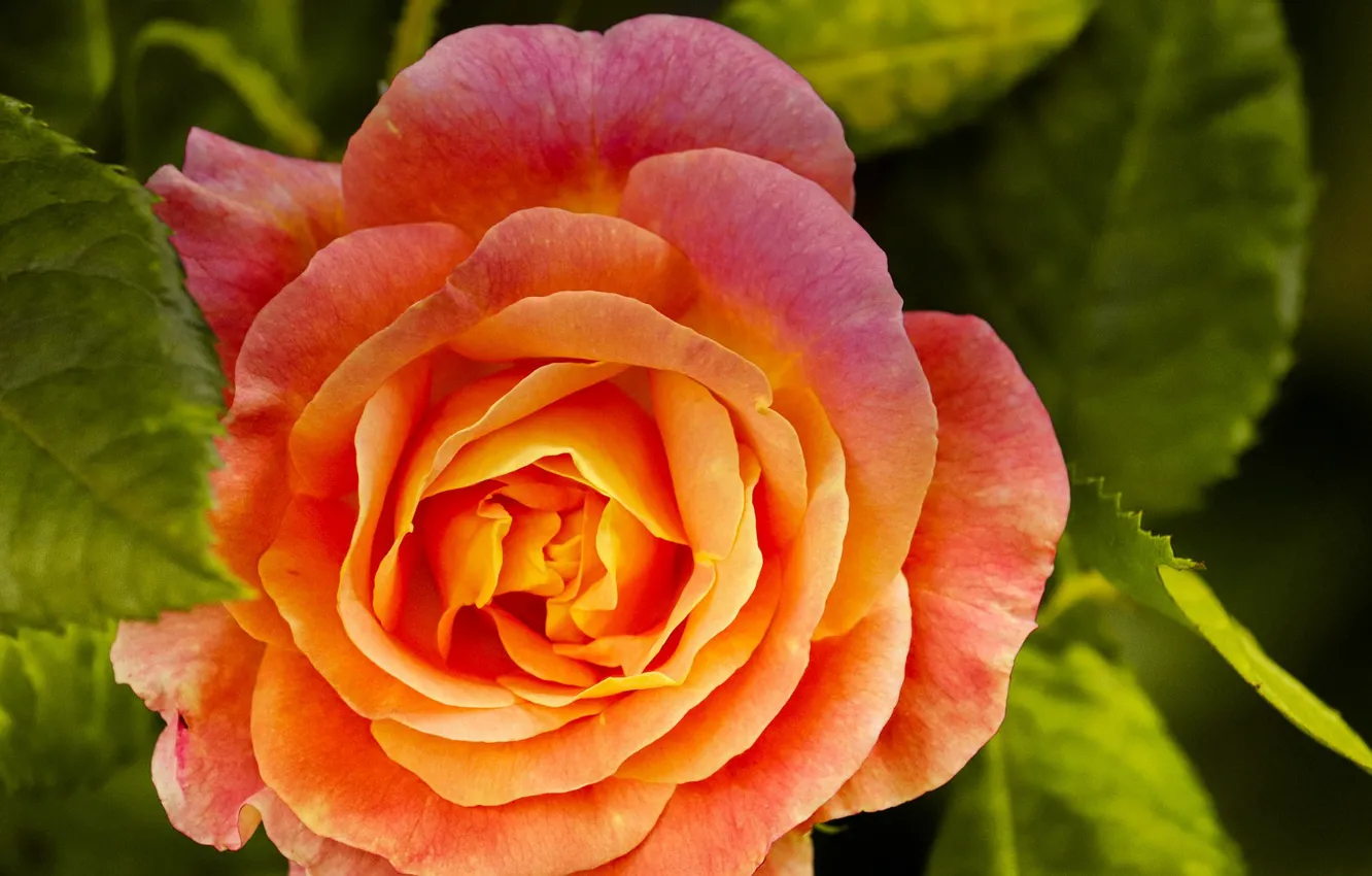 Фото обои цветок, оранжевый, Роза