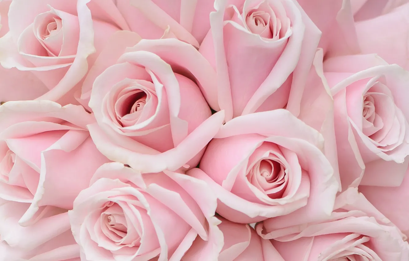 Фото обои макро, розы, розовые