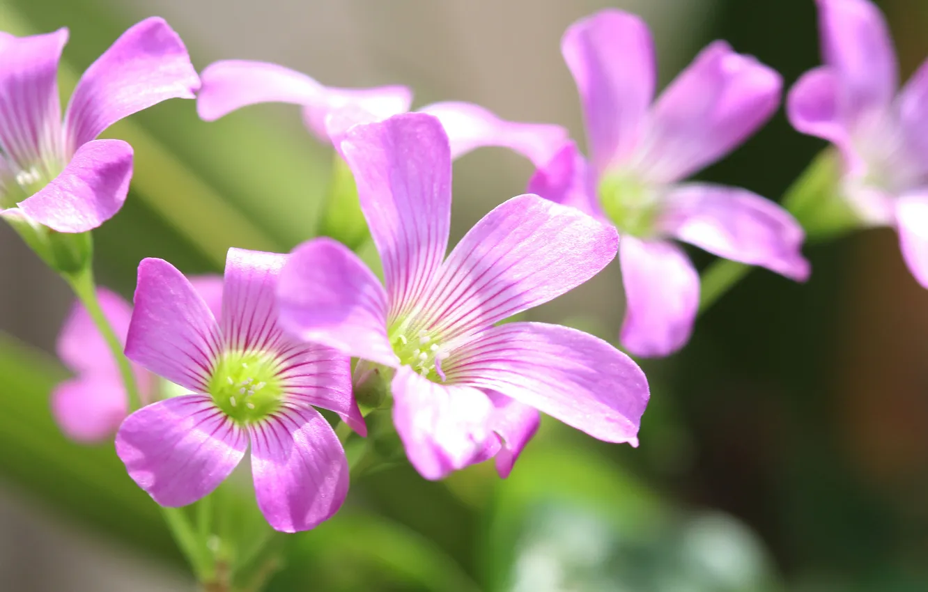 Фото обои цветы, природа, растение, лепестки