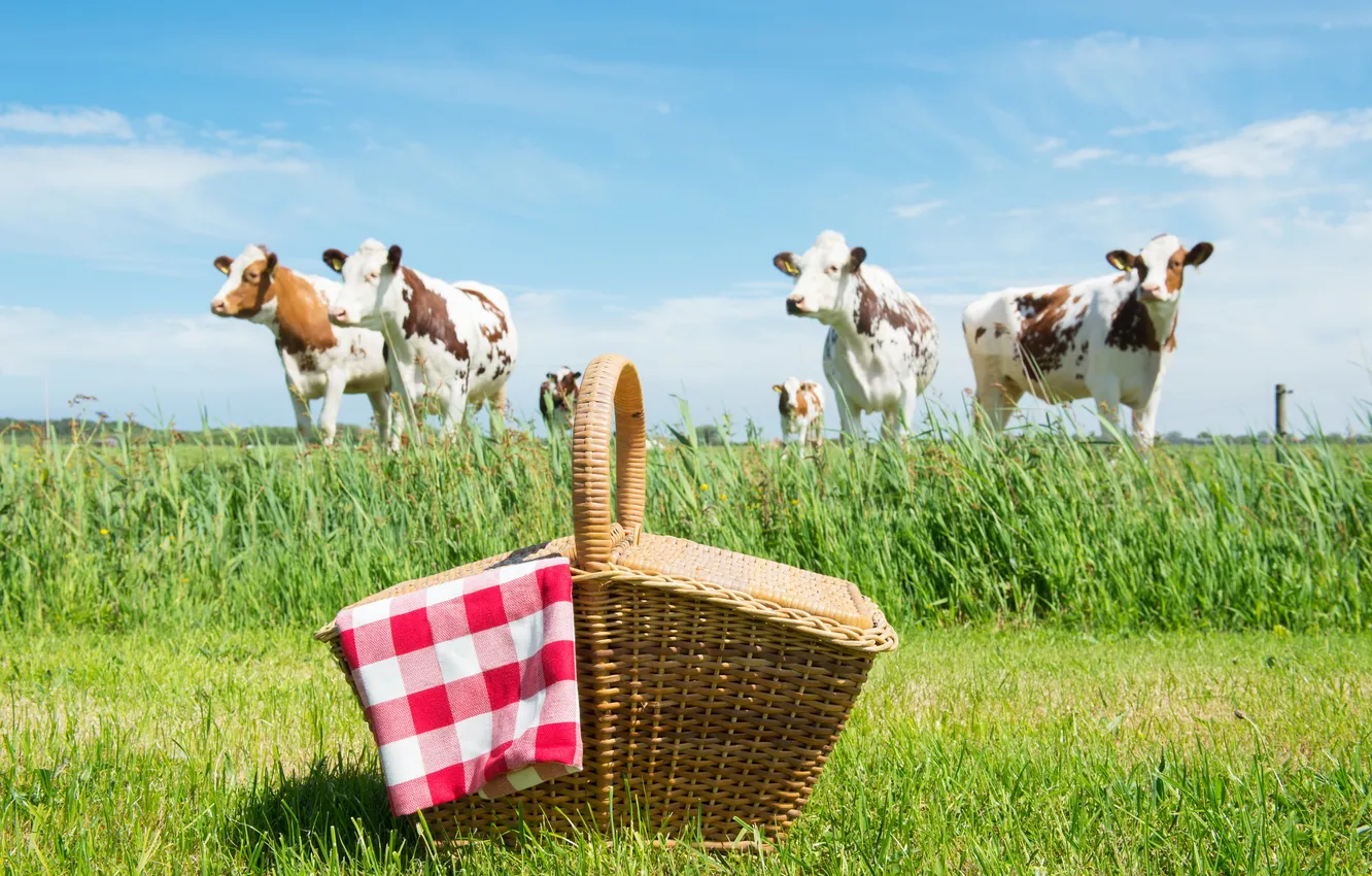 Фото обои зелень, поле, трава, корзина, коровы, пикник