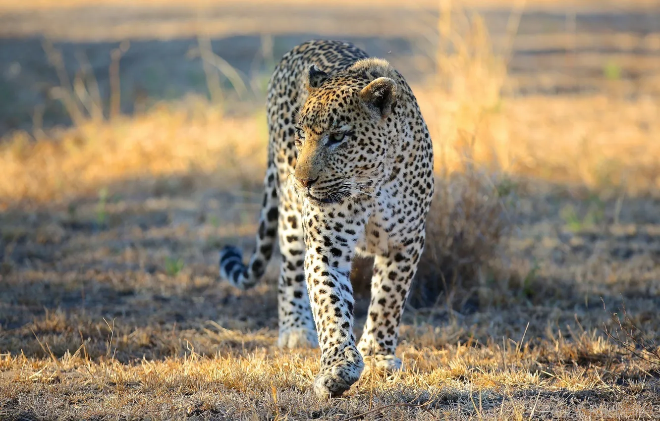 Фото обои морда, хищник, леопард, саванна, Африка, прогулка, дикая кошка
