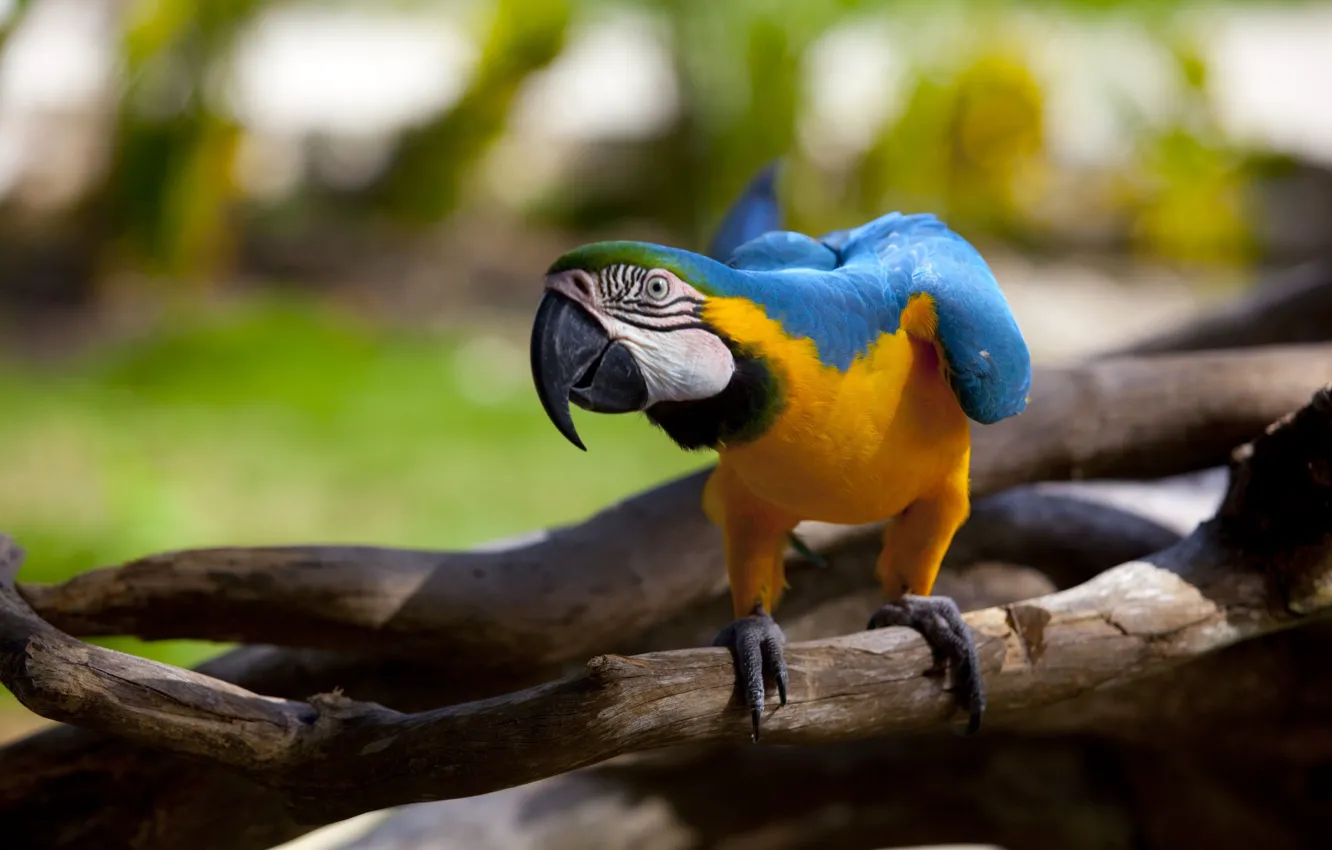 Фото обои parrot, macaw, bokeh, eye, branches, paws, beak
