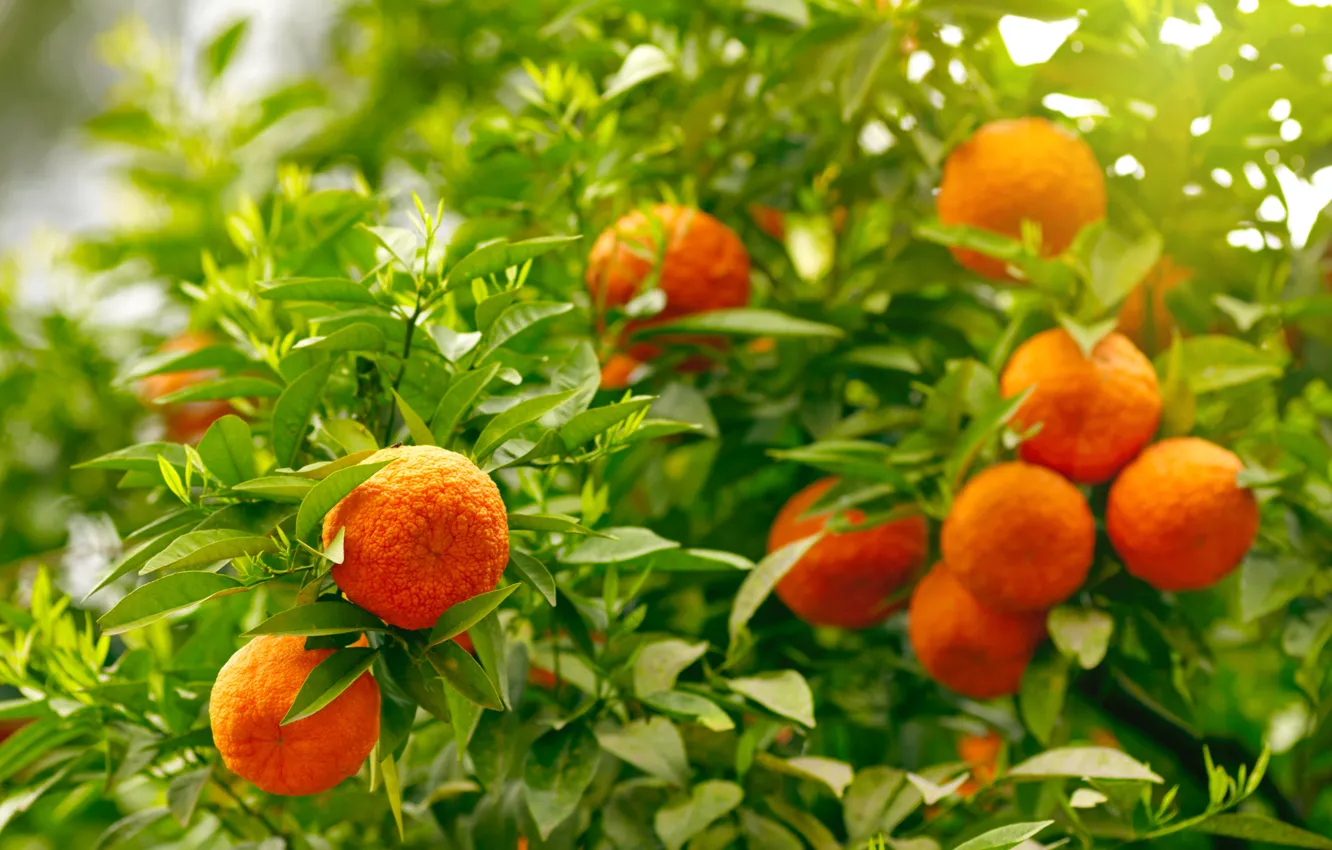 Фото обои апельсины, фрукты, leaves, fruits, oranges