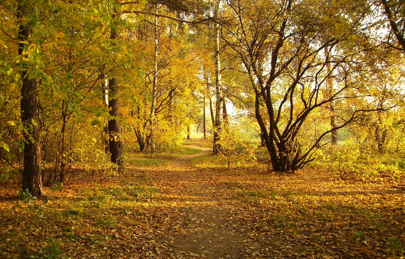 Фото обои осень, парк, Природа