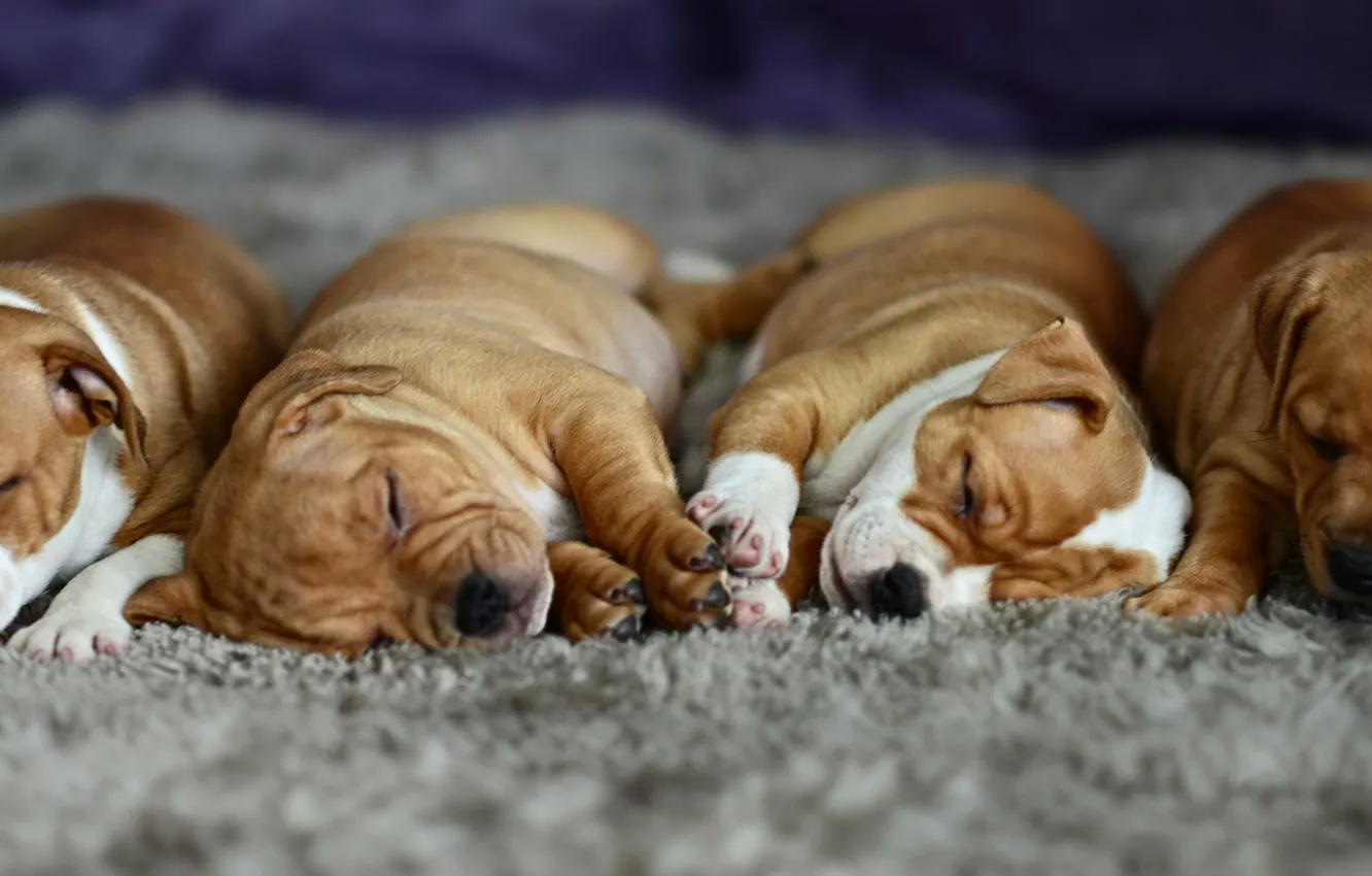 Фото обои сон, щенки, ленивый, ковровое покрытие
