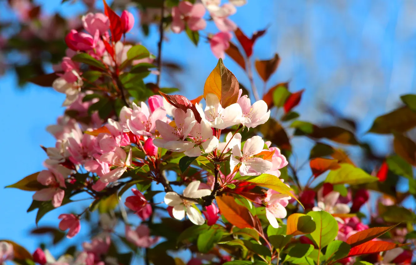 Фото обои spring, twig, blooming