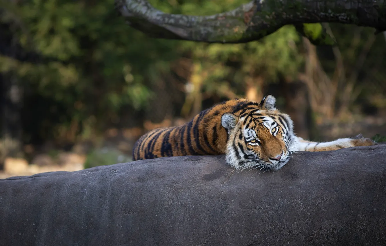 Фото обои взгляд, морда, тигр, поза, камень, ветка, лежит, зоопарк