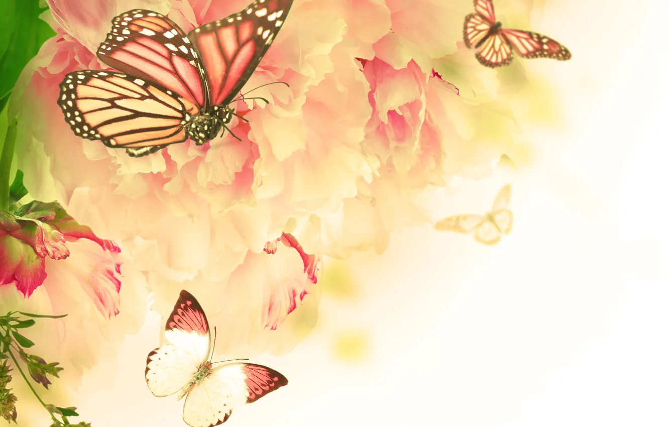 Фото обои бабочки, цветы, цветение, гвоздика, веточки