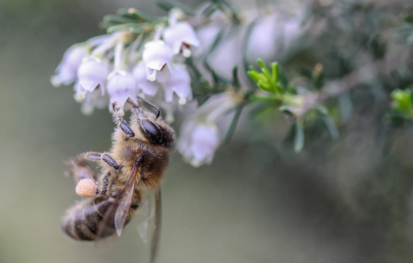 Фото обои цветы, пчела, фон, размытость, насекомое